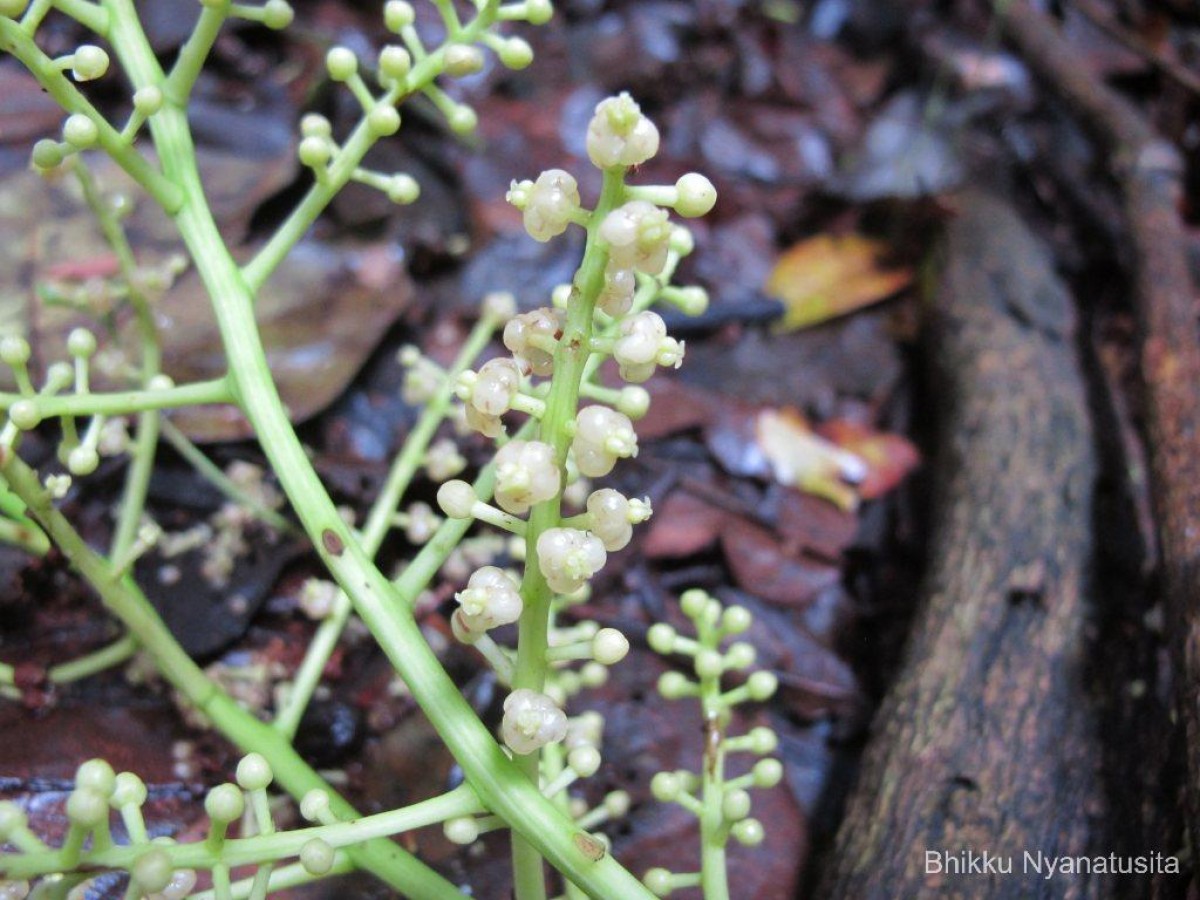 Anamirta cocculus (L.) Wight & Arn.